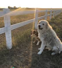 Vinyl Wire Fence Clips